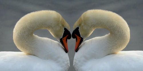 Immagine con cigni, cuore, bianco, due, coppia, colli, amore, becco, bianchi, collo, becchi