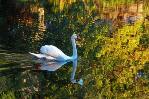 Immagine con cigno, riflesso, acqua, bianco, becco, lago, foglie, verde