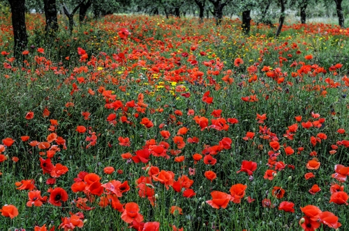 Immagine con papaveri, rosso, fiori, alberi, campo, prato, erba, verde