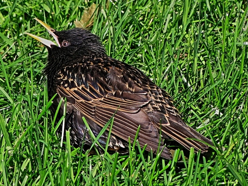 Immagine con uccello, becco, erba, piume, verde, volatile, prato, nero