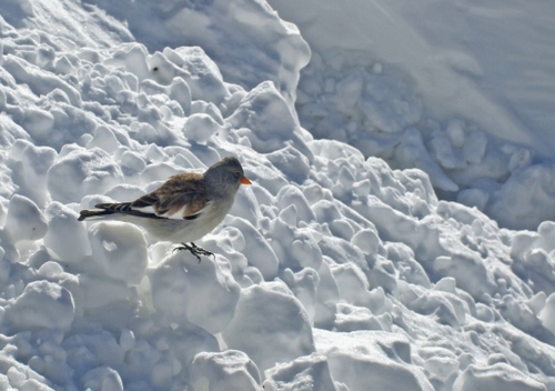 Immagine con neve, bianco, uccello, inverno, becco, uccellino, freddo, volatile, passero, solitario, piume, zampe