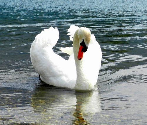 Immagine con cigno, bianco, becco, ali, acqua, rosso, uccello, piume, animale, riflesso, nero, collo