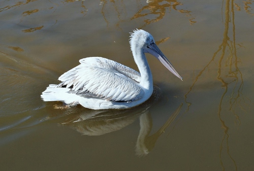 Immagine con bianco, acqua, uccello, becco, riflesso, piume, pellicano
