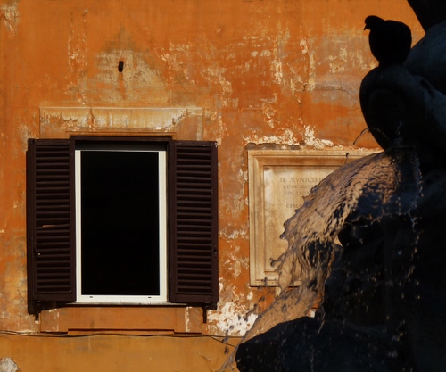 Immagine con finestra, acqua, fontana, persiane, muro, uccello, colombo, piccione