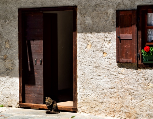 Immagine con gatto, finestra, porta, legno, portone, fiore, muro, fiori, felino, vaso, ombra, ante, anta, rosso, animale