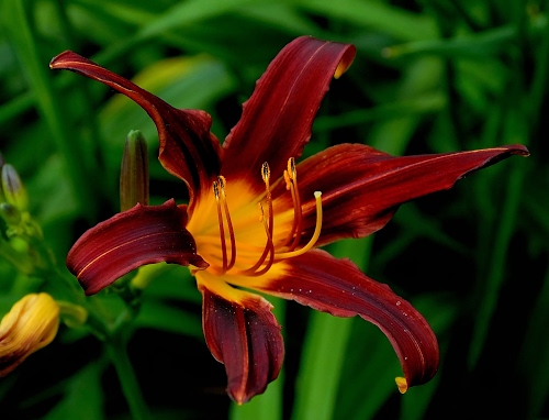 Immagine con fiore, petali, verde, foglie, pistilli, rosso, giallo, corolla, giglio, macro, stami, pistillo, boccioli, arancione, fiori, bocciolo