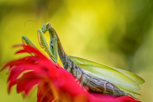 Immagine con rosso, ali, verde, insetto, antenne, fiore, zampe, mantide, sfocato, animale, religiosa, occhi, cavalletta, insetti, macro, petali
