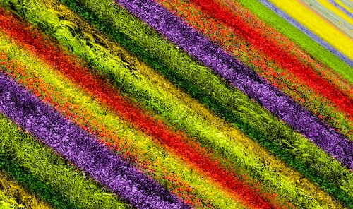 Immagine con rosso, verde, viola, giallo, colori, fiori, diagonale, diagonali, erba, fioritura, azzurro, campo