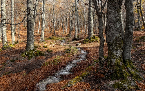 Immagine con alberi, bosco, tronchi, ruscello, rami, acqua, verde, foglie, autunno, muschio, marrone, inverno, ombre