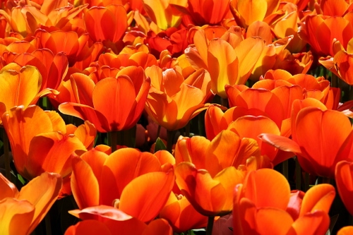 Immagine con petali, fiori, tulipani, arancione, arancio, controluce, rosso, giardino