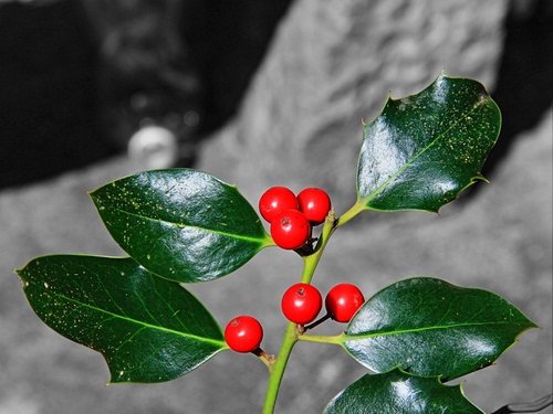 Immagine con rosso, verde, bacche, foglie, agrifoglio, rosse, ramo