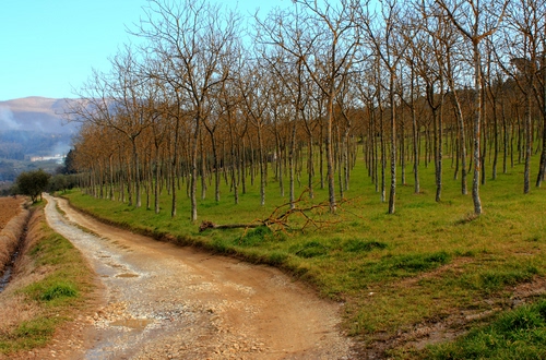 Immagine con strada, alberi, campagna, verde, erba, prato, sterrato, rami, autunno, bosco