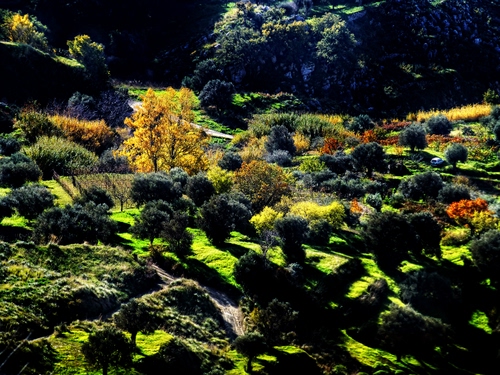 Immagine con verde, alberi, autunno, strada, panorama, giallo, prati, erba, contrasto