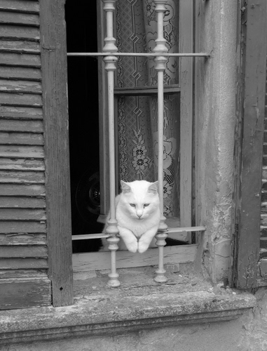 Immagine con gatto, finestra, bianconero, persiane, tendina, inferriata, animale, felino, bianco, zampe, micio, persiana, tenda