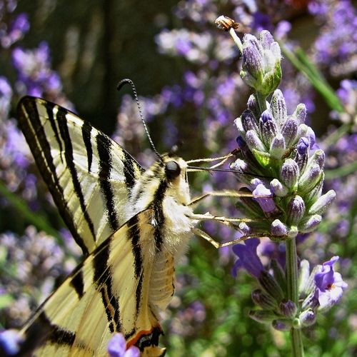 Immagine con farfalla, fiore, ali, viola, macro, fiori, lavanda, zampe, antenne, insetto
