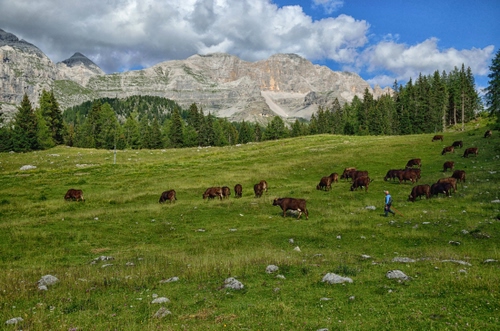 Immagine con mucche, montagna, nuvole, pascolo, alberi, erba, prato, verde, cielo, animali, pastore, montagne, sassi, bosco