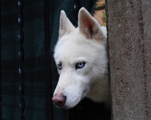 Immagine con bianco, cane, occhi, lupo, orecchie, muso, azzurro, animale, azzurri
