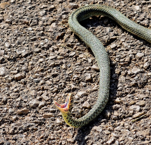 Immagine con serpente, bocca, rettile, sassi, vipera, aperta, curva, verde, grigio, terra, pietre, occhio, spalancata