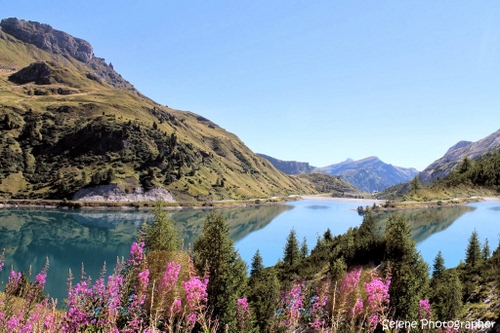 Immagine con lago, fiori, montagna, acqua, riflessi, riflesso, rosa, montagne, alberi