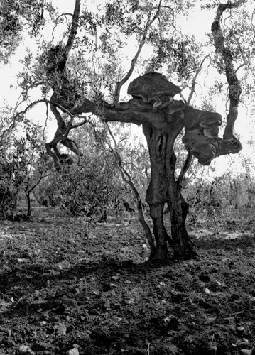Immagine con albero, bianconero, terra, rami, figura, mostro, tronco, olivo, ulivo