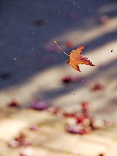 Immagine con foglia, ragnatela, autunno, macro, insetti, sfocato, secca
