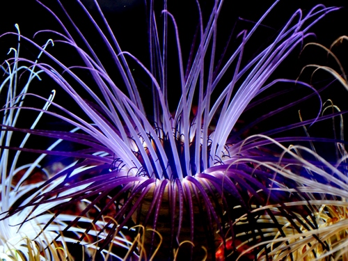 Immagine con viola, fiore, petali, giallo, colori, fiori, nero, macro, natura, pistilli, bianco, mare, linee, pianta