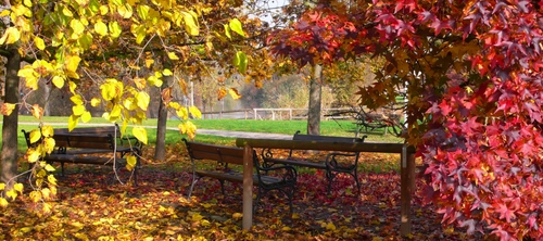 Immagine con foglie, panchine, autunno, rosso, giallo, alberi, parco, rosse