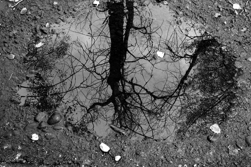 Immagine con albero, riflesso, pozzanghera, rami, bianconero, acqua, pozza, sassi, terra