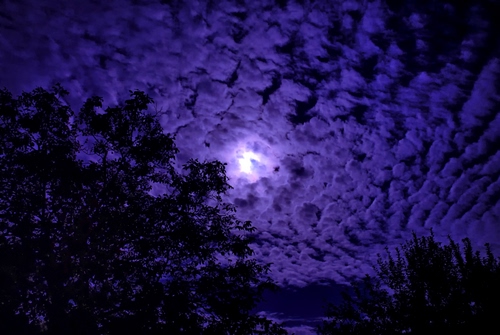 Immagine con nuvole, alberi, cielo, viola, luna, notte, controluce, rami, sole, notturno, foglie, blu, albero, luce