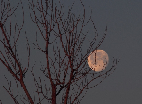 Immagine con luna, rami, albero, cielo, grigio, sera, piena