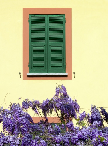 Immagine con finestra, verde, persiane, glicine, fiori, viola, giallo, muro, pianta, cornice