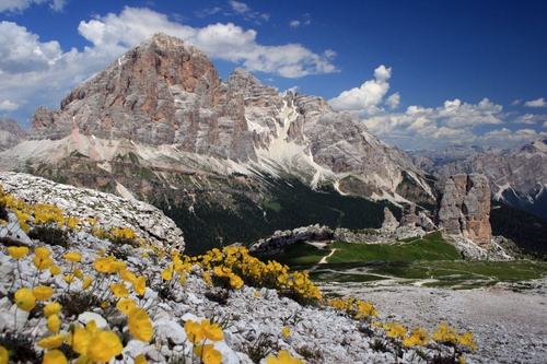 Immagine con fiori, montagna, nuvole, giallo, cielo, montagne, prati, roccia, neve