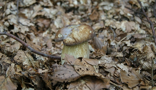 Immagine con foglie, fungo, autunno, cappella, marrone, gambo, porcino, bosco, sottobosco, secche, ramo, natura, rami