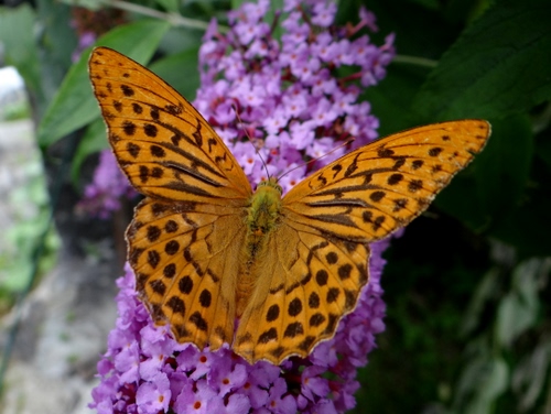 Immagine con farfalla, ali, fiori, fiore, viola, giallo, arancione, macro, rosa, arancio, insetto
