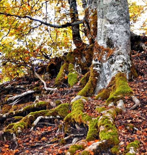 Immagine con muschio, radici, foglie, alberi, albero, bosco, rami, autunno, tronco