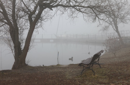 Immagine con panchina, nebbia, lago, alberi, albero, riva, acqua, anatra, autunno