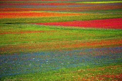 Immagine con colori, verde, rosso, fiori, campo, azzurro, campi, arancione, natura
