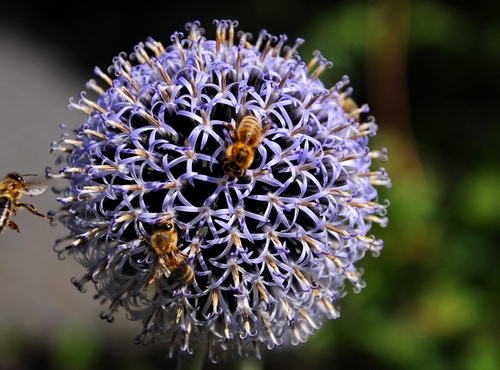 Immagine con fiore, api, viola, sfera, insetti, verde, tre, sfocato, fiori, cerchio, petali