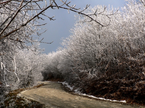Immagine con strada, alberi, neve, rami, inverno, cielo