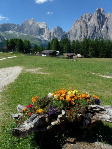 Immagine con fiori, prato, montagna, montagne, case, alberi, tronco, panorama, dolomiti