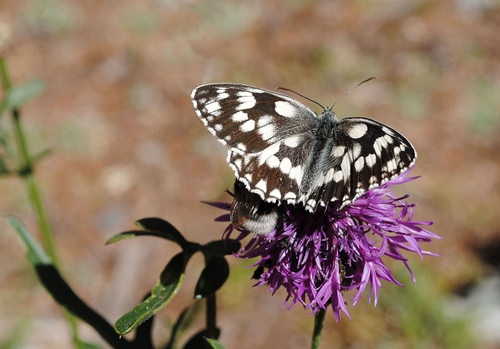 Immagine con farfalla, fiore, ali, viola, insetto, verde, foglie