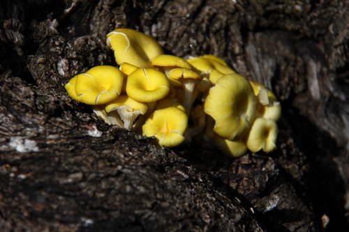 Immagine con funghi, giallo, corteccia, marrone, tronco, bosco, terra, albero, legno, gialli, gruppo