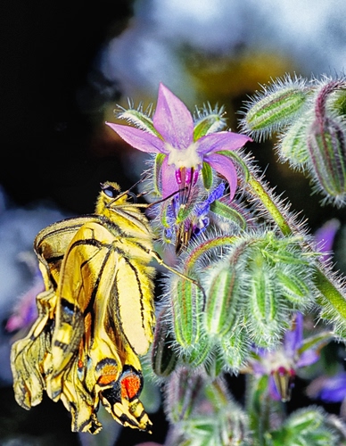 Immagine con farfalla, fiore, fiori, verde, macro, giallo, insetto, ali, peluria, viola, petali, rosa