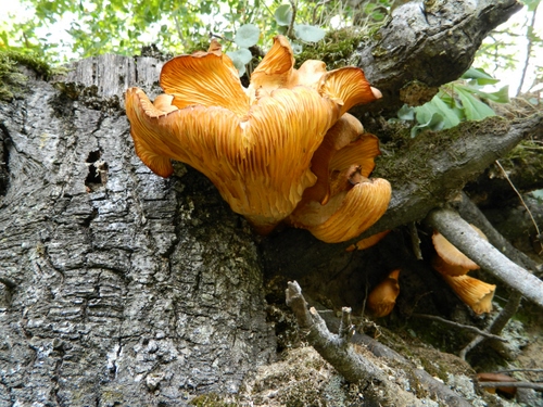Immagine con funghi, tronco, corteccia, giallo, rami, foglie, albero, verde, legno, fungo, bosco, natura