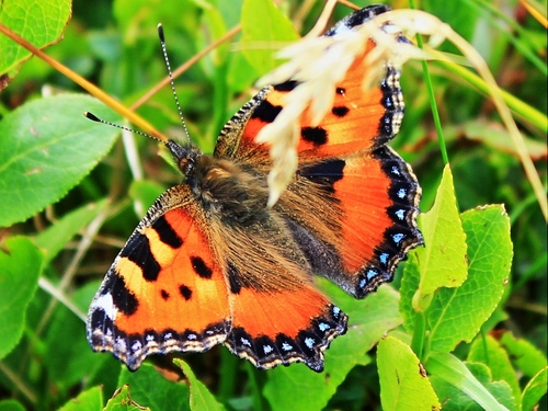Immagine con farfalla, foglie, arancione, ali, verde, antenne, insetto, macro, arancio