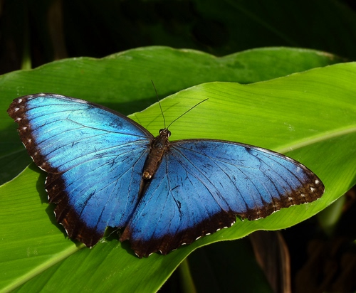 Immagine con farfalla, ali, foglie, verde, antenne, azzurro, insetto, foglia, simmetria, blu, celeste, animale