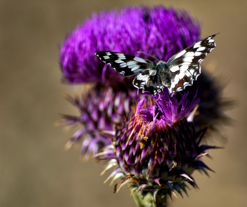 Immagine con farfalla, viola, fiore, insetto, ali, macro, fiori