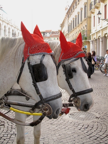 Immagine con cavalli, rosso, due, animali, paraocchi, bianco, orecchie