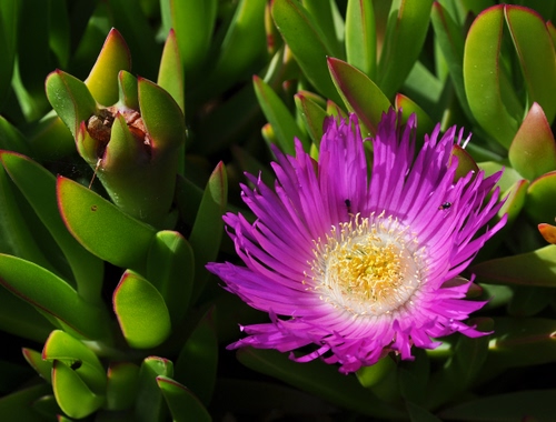 Immagine con fiore, verde, viola, pianta, giallo, grassa, lilla, foglie, pistilli, grasse, piante