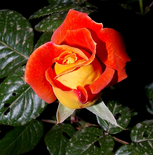 Immagine con rosa, foglie, verde, giallo, fiore, rossa, arancione, rosso, gialla, arancio